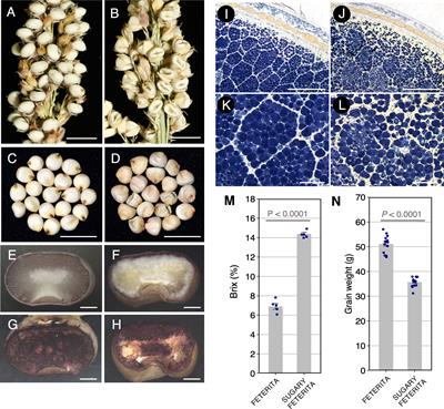 An analysis of sugary endosperm in sorghum: Characterization of mutant phenotypes depending on alleles of the corresponding starch debranching enzyme